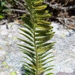 Polystichum lonchitis Vaisius