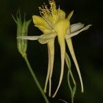 Aquilegia pubescens Flower