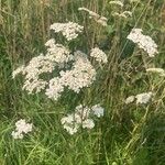 Achillea millefoliumBlüte