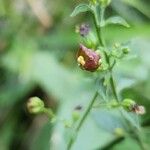 Scrophularia oblongifolia