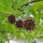 Liquidambar orientalisFruit