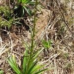 Eryngium paniculatum Habit