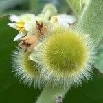 Solanum hirtum Fruit