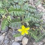 Tribulus cistoides Blatt