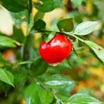 Ruscus aculeatus Φρούτο