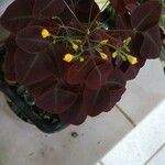 Oxalis hedysaroides Hoja