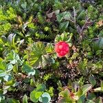 Rubus chamaemorus Fruit