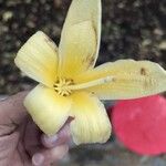 Ceiba insignis Flower