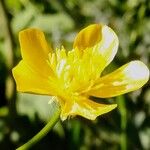 Ranunculus sardous Fiore