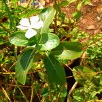 Catharanthus roseus Vivejo