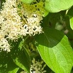 Cornus drummondii Blatt