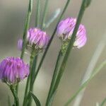 Polygala longicaulis Kvet