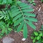 Tephrosia noctiflora 葉