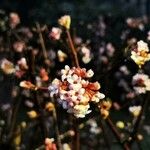 Viburnum farreriBlüte