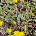 Potentilla incana ഇല