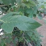 Brachychiton bidwillii Lapas