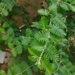 Porlieria hygrometra Hoja