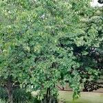 Cercis canadensis Vivejo