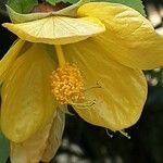 Abutilon spp. Fleur
