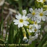 Primula auriculata Flor