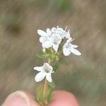 Thymus zygis Flower