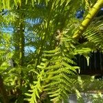 Dicksonia antarctica Leaf