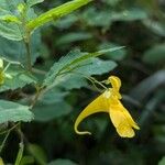 Impatiens noli-tangere花