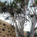 Dracaena reflexa عادت