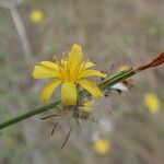 Chondrilla juncea 花