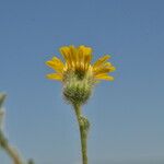 Pulicaria arabica Fula