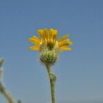 Pulicaria arabica Flower