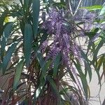 Cordyline stricta Цвят