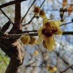 Chimonanthus praecox 花