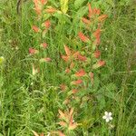 Castilleja patriotica Агульны выгляд