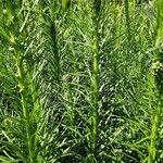 Liatris spicata Облик