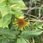 Pentanema spiraeifolium Flower