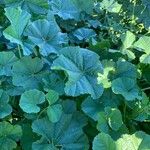 Malva parviflora Leaf