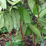 Antidesma laciniatum Leaf