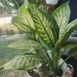 Dieffenbachia seguineপাতা