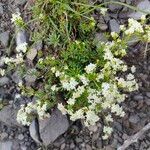 Galium marchandii