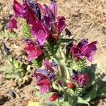 Echium creticum Blomma