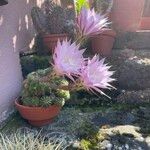 Echinopsis oxygona Hábito