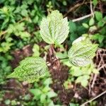 Clematis virginiana Feuille