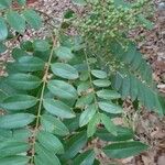 Zanthoxylum rhoifolium फल