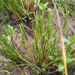 Ranunculus minimus Blatt