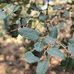 Quercus rotundifolia Leaf