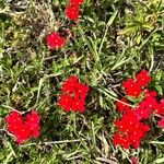 Glandularia peruviana Flor