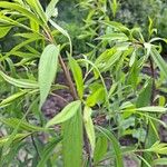 Solidago gigantea Habitus