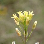 Camelina microcarpa Flower