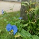 Commelina erectaFlower